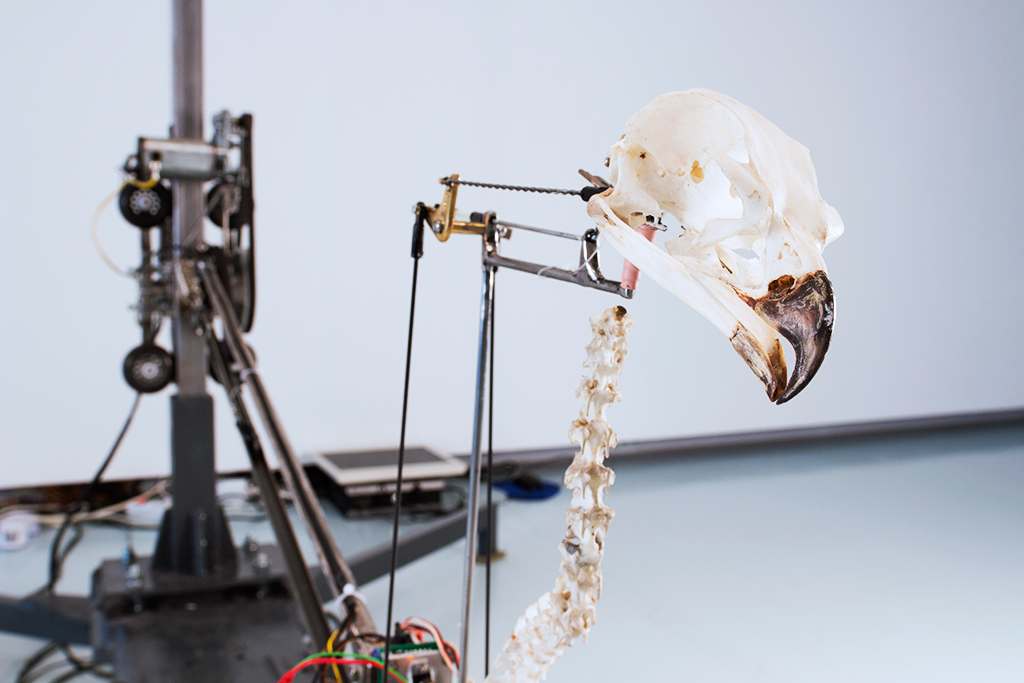 christaanzwanikken_fuck_duracell01