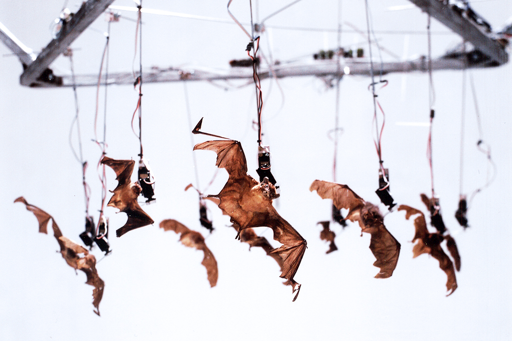 christiaanzwanikken_bat_trip01